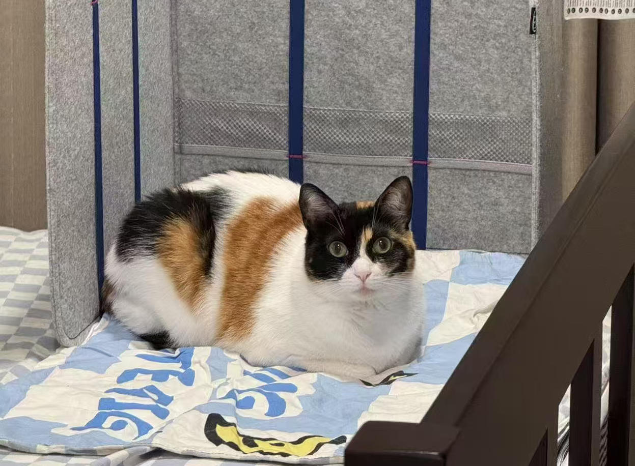 Guoba the calico cat